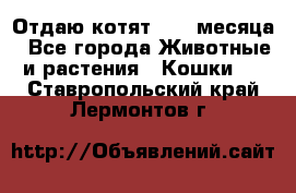 Отдаю котят. 1,5 месяца - Все города Животные и растения » Кошки   . Ставропольский край,Лермонтов г.